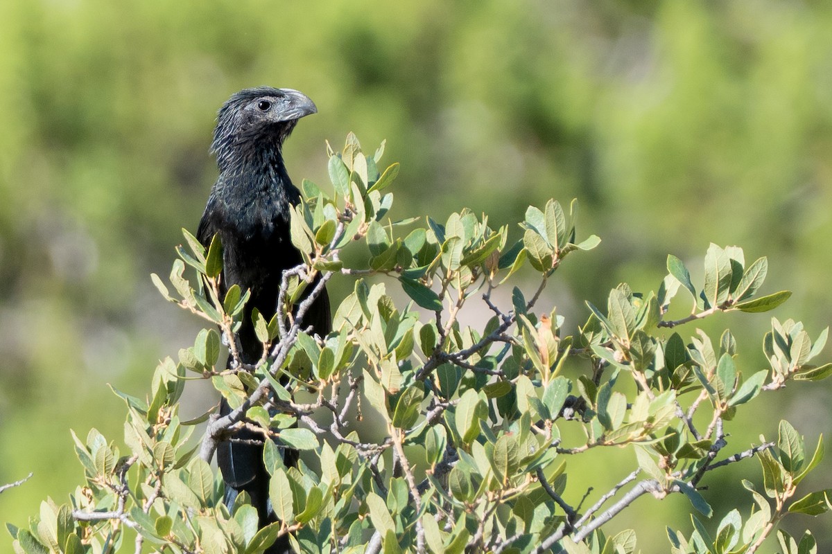 Groove-billed Ani - ML273895351