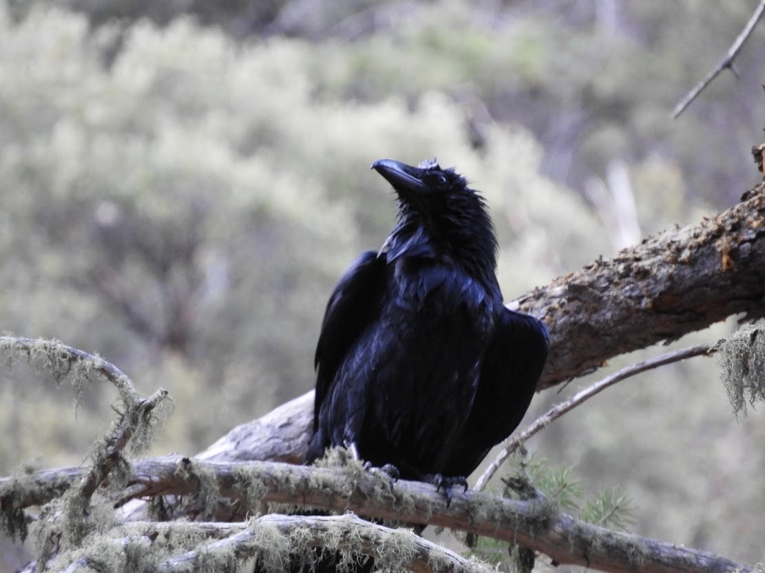 Common Raven - Bill Hunt