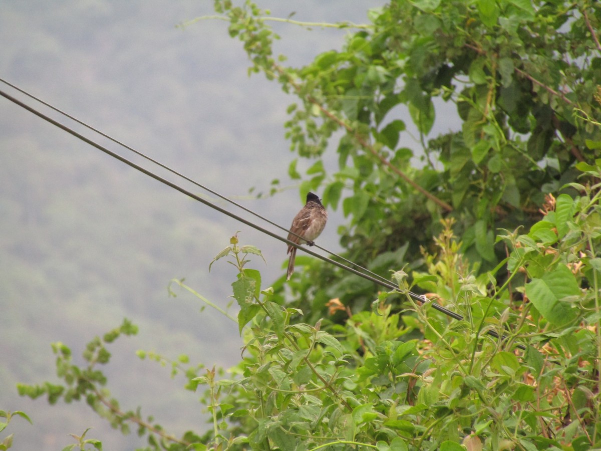 Red-vented Bulbul - ML273898901