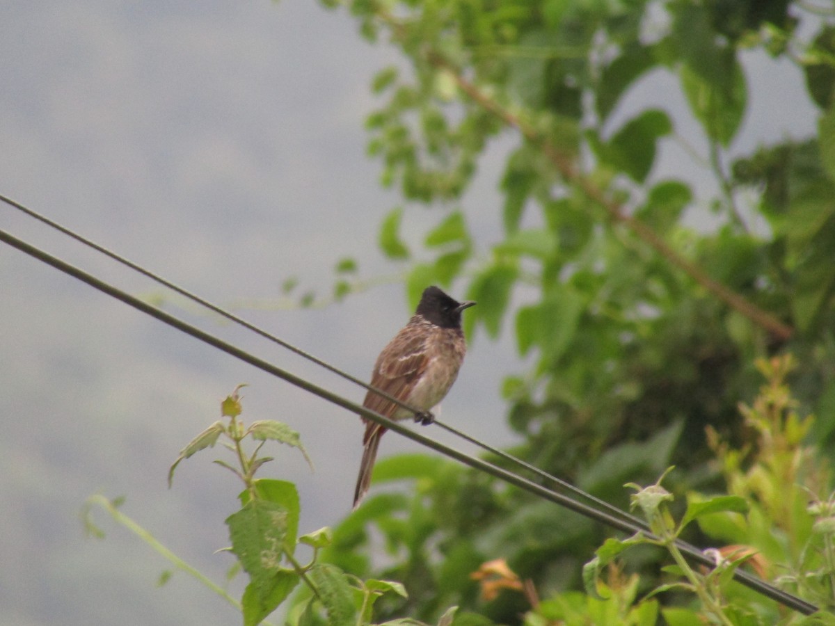 Red-vented Bulbul - ML273899111