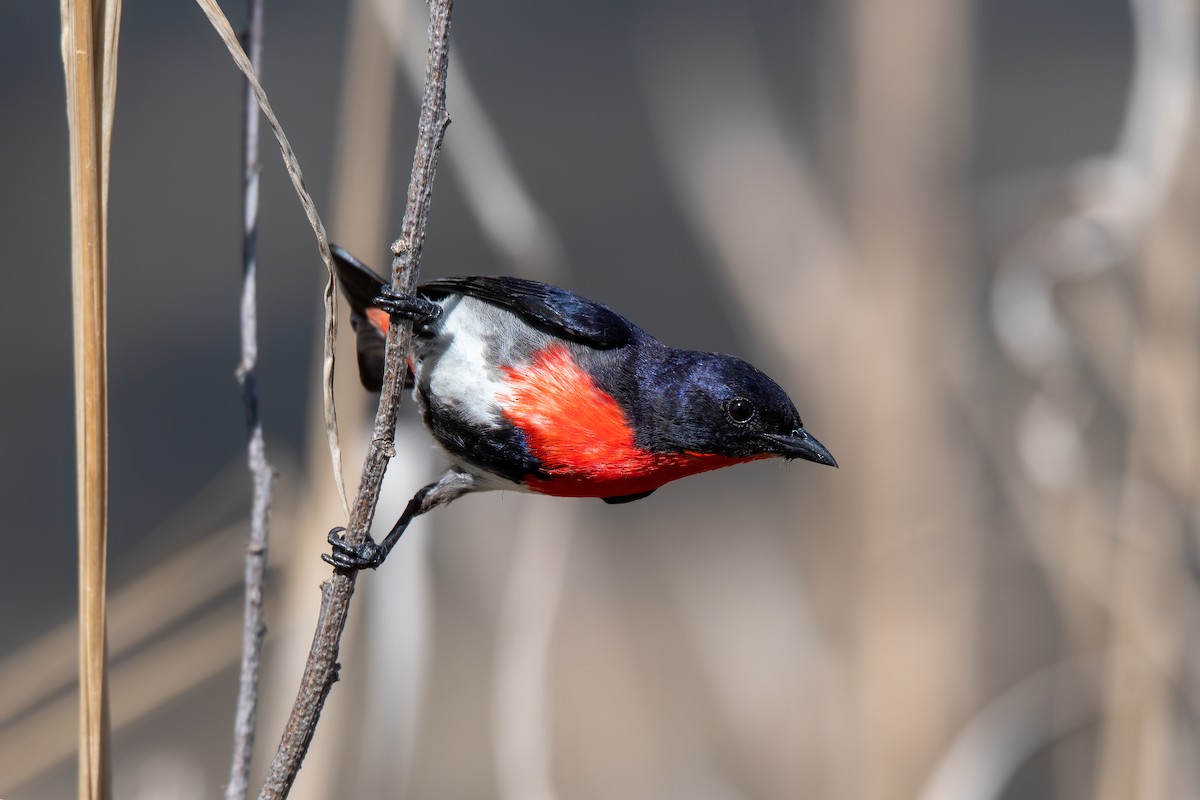 Mistletoebird - ML273899651