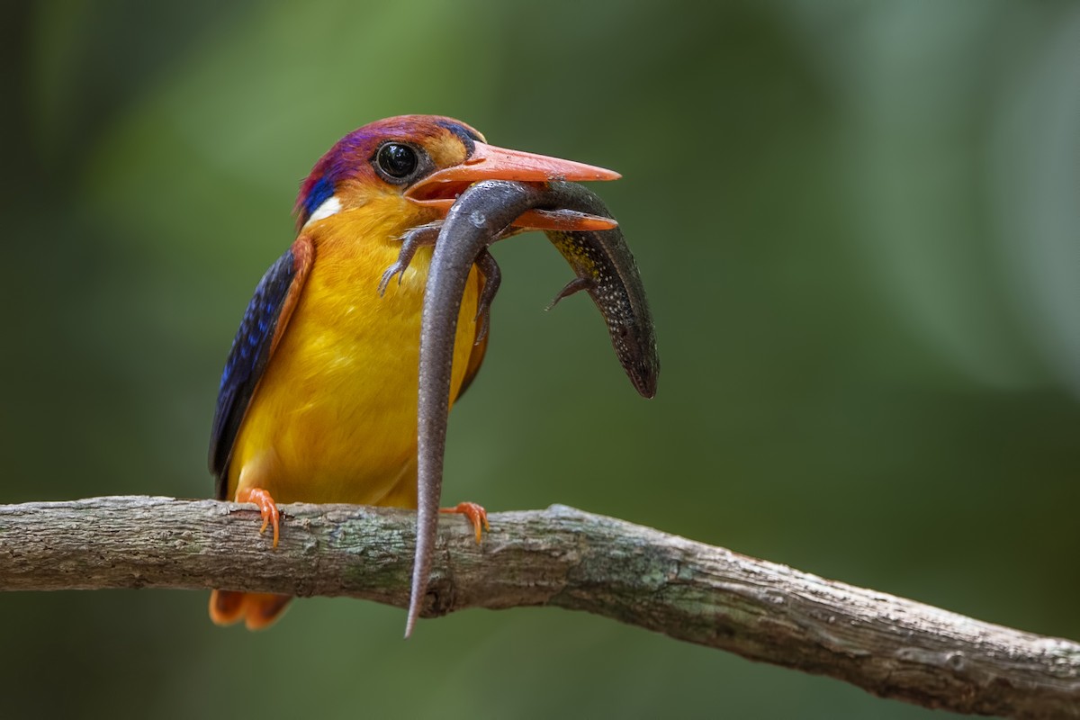 Black-backed Dwarf-Kingfisher - Ngoc Sam Thuong Dang