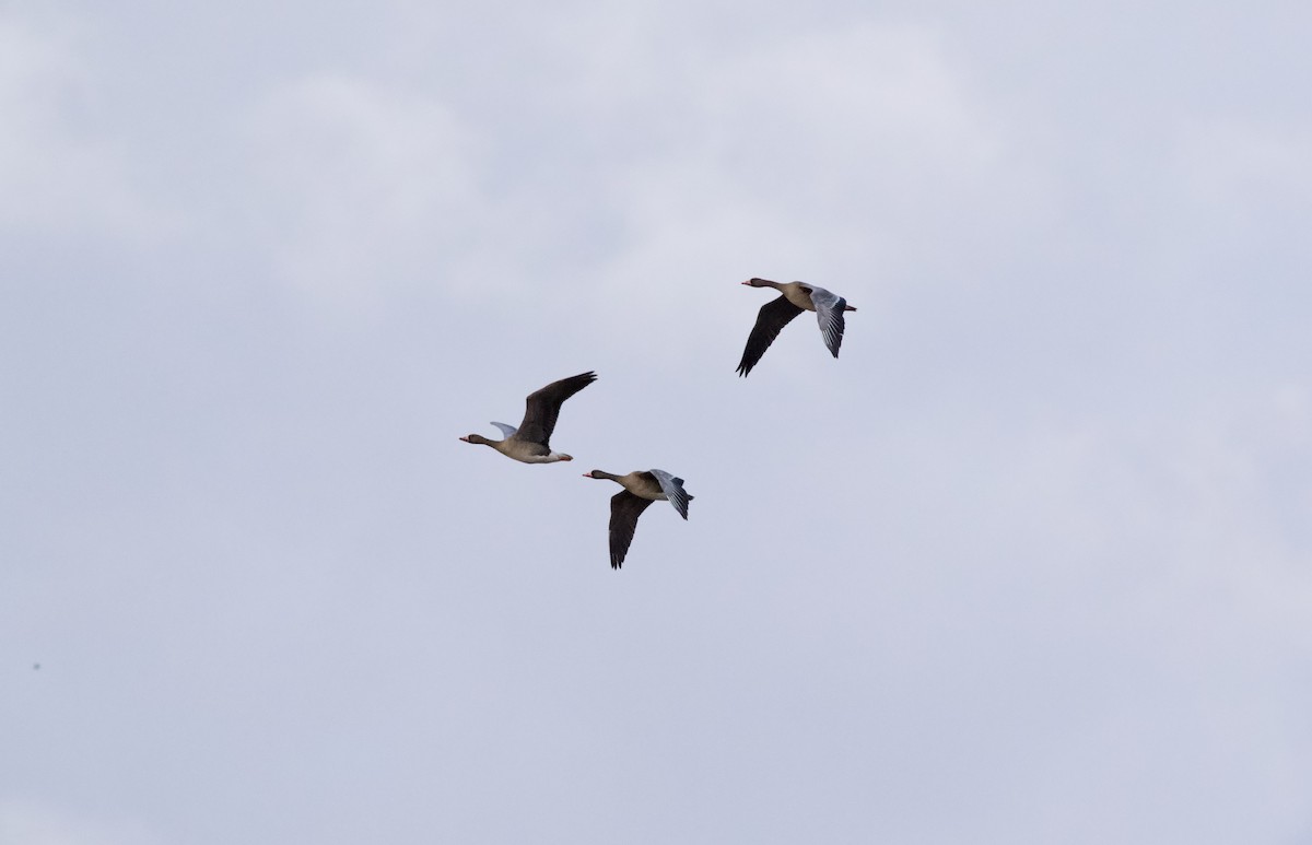 Greater White-fronted Goose - ML273900761