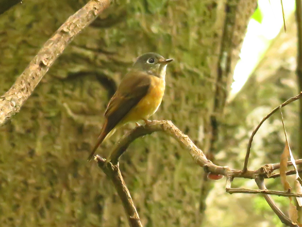 Ferruginous Flycatcher - ML273902291