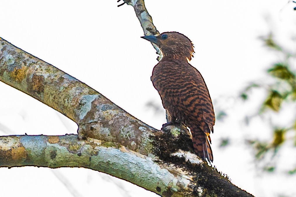 Rufous Woodpecker - ML273902991