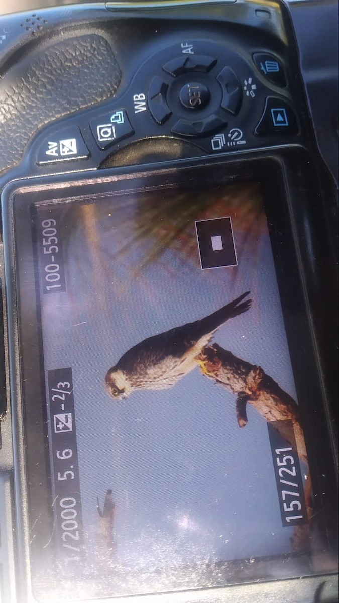 Eurasian Hobby - ML273903151