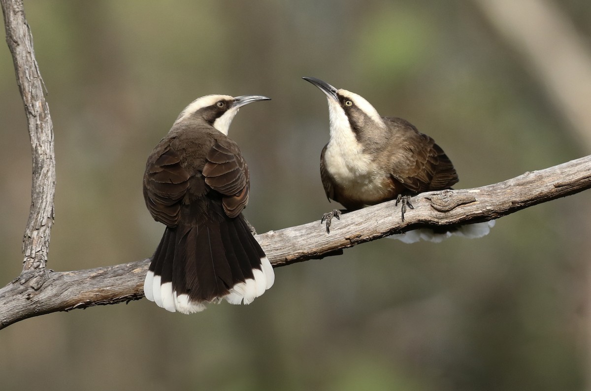 Gray-crowned Babbler - ML273904481