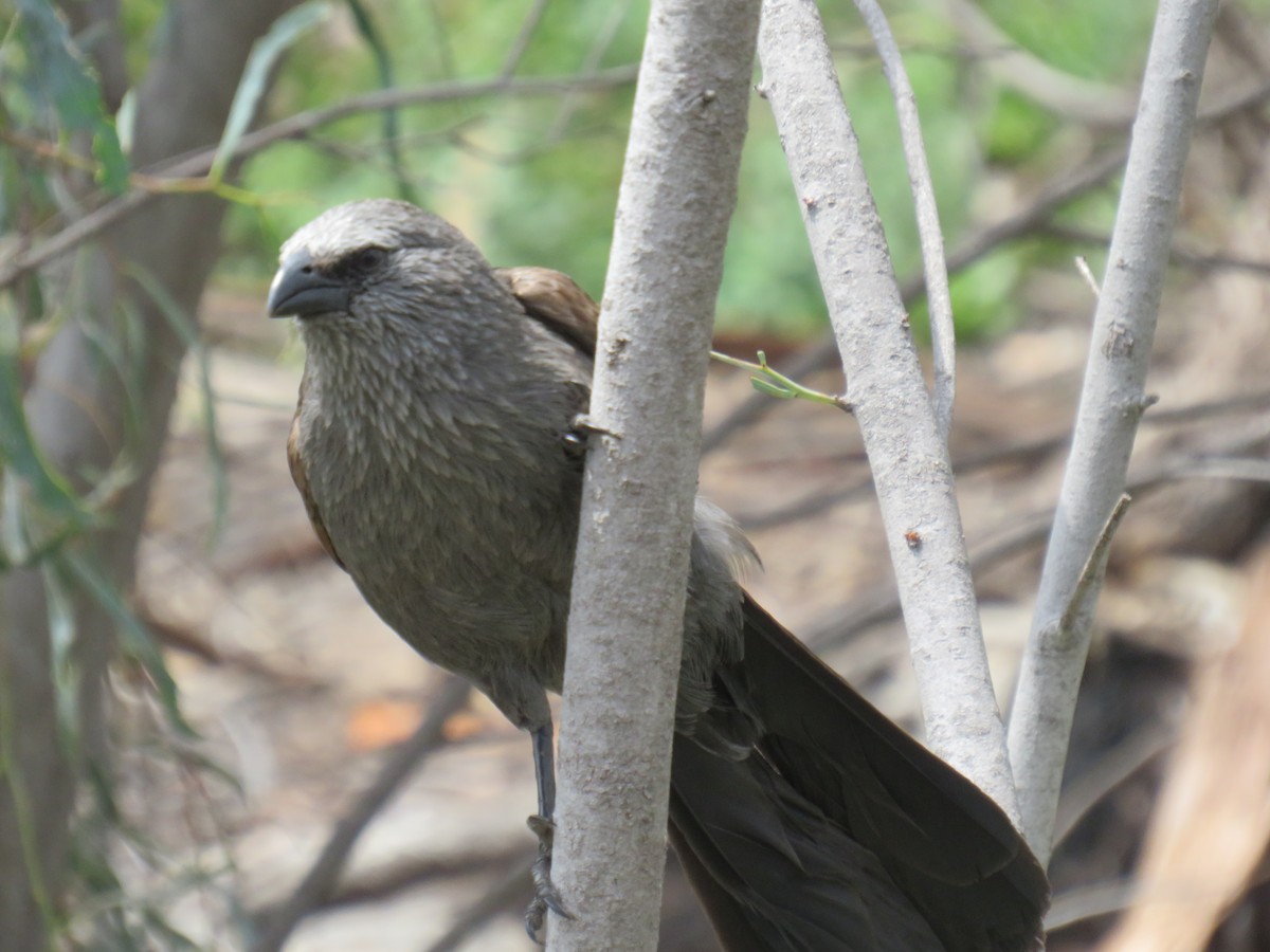 Apostlebird - Rodney Macready