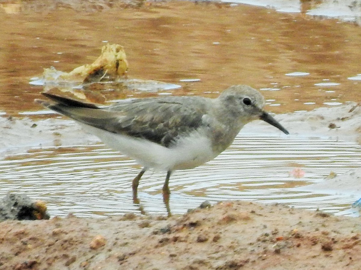 Temminck's Stint - ML273906201