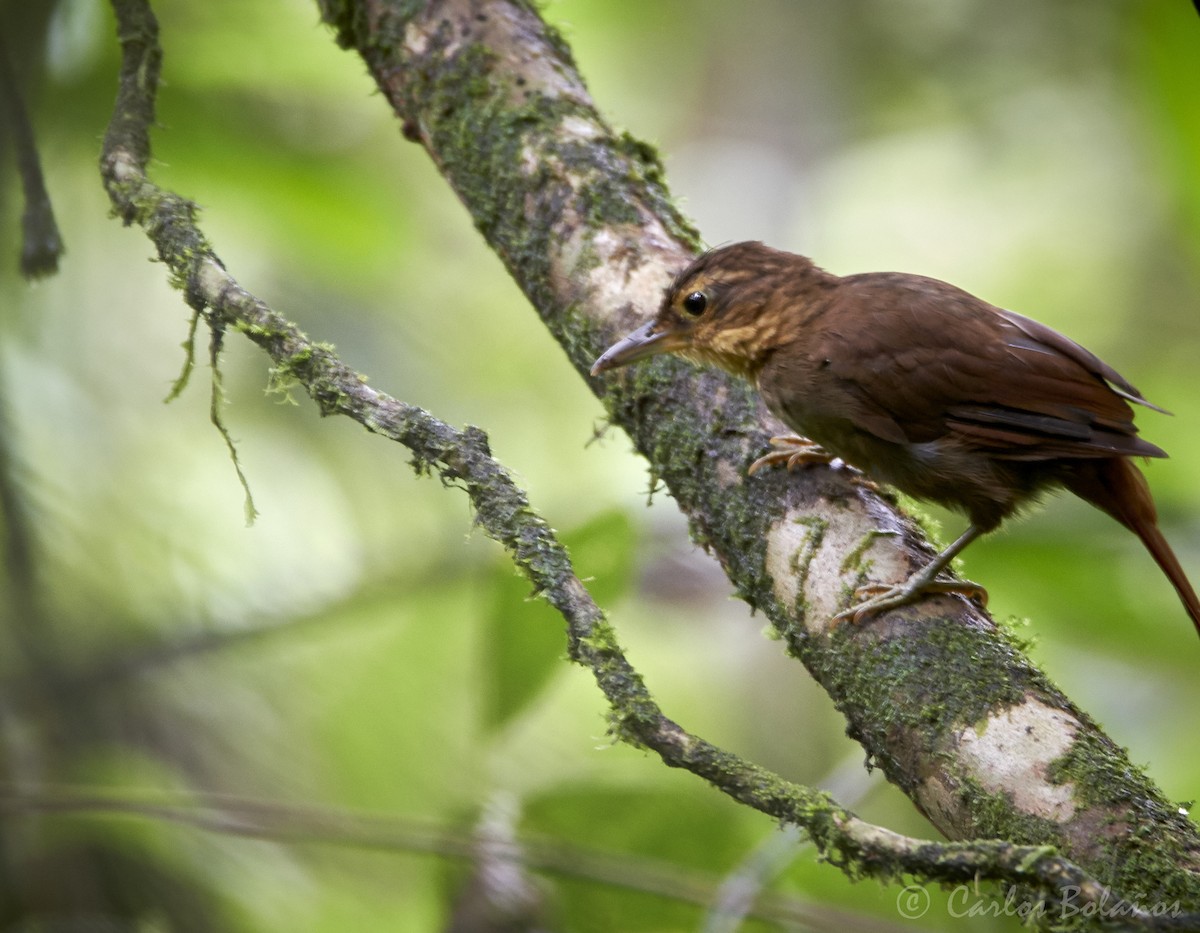 Fawn-throated Foliage-gleaner - ML273906461