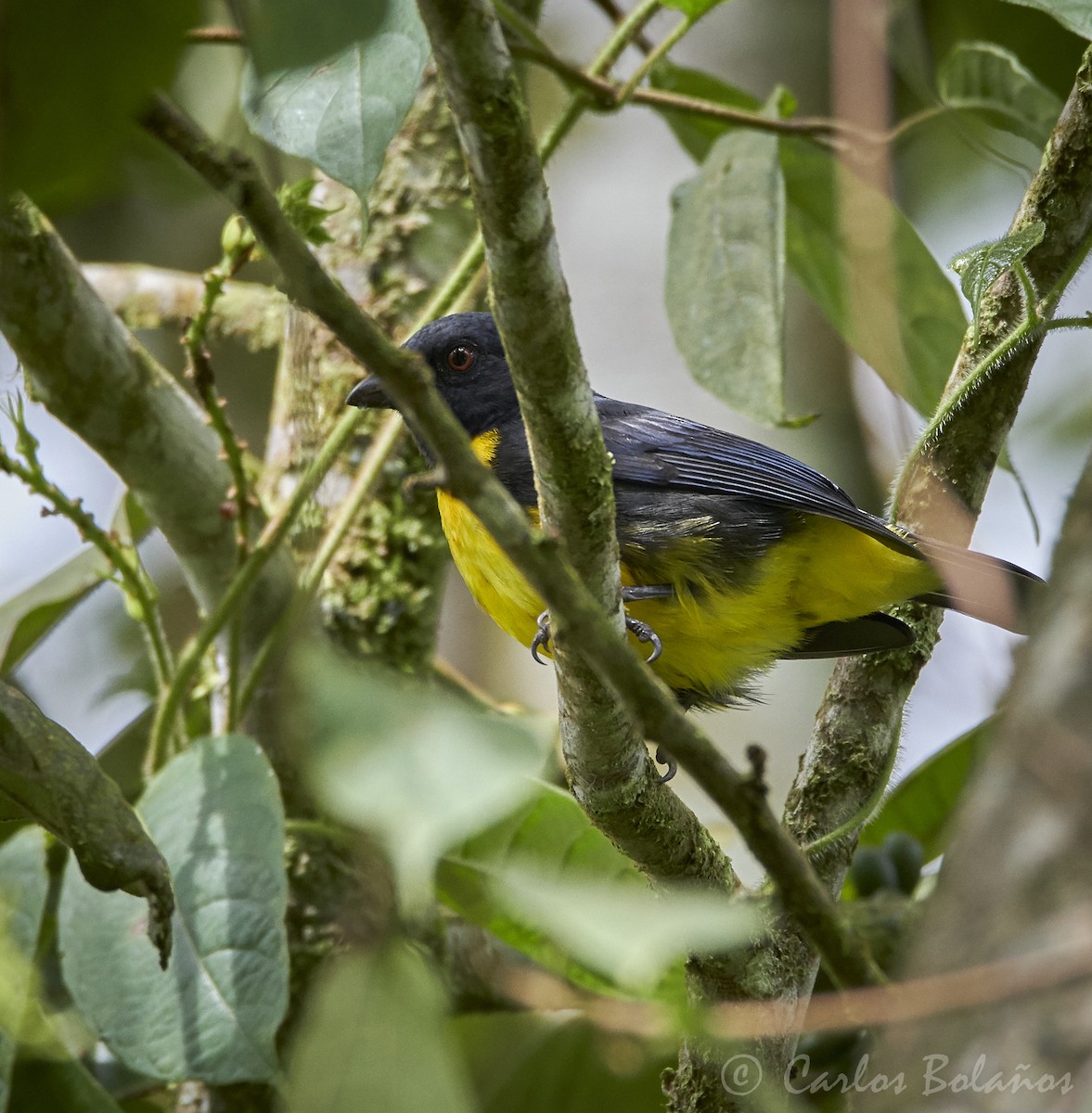 Blue-and-gold Tanager - ML273906491