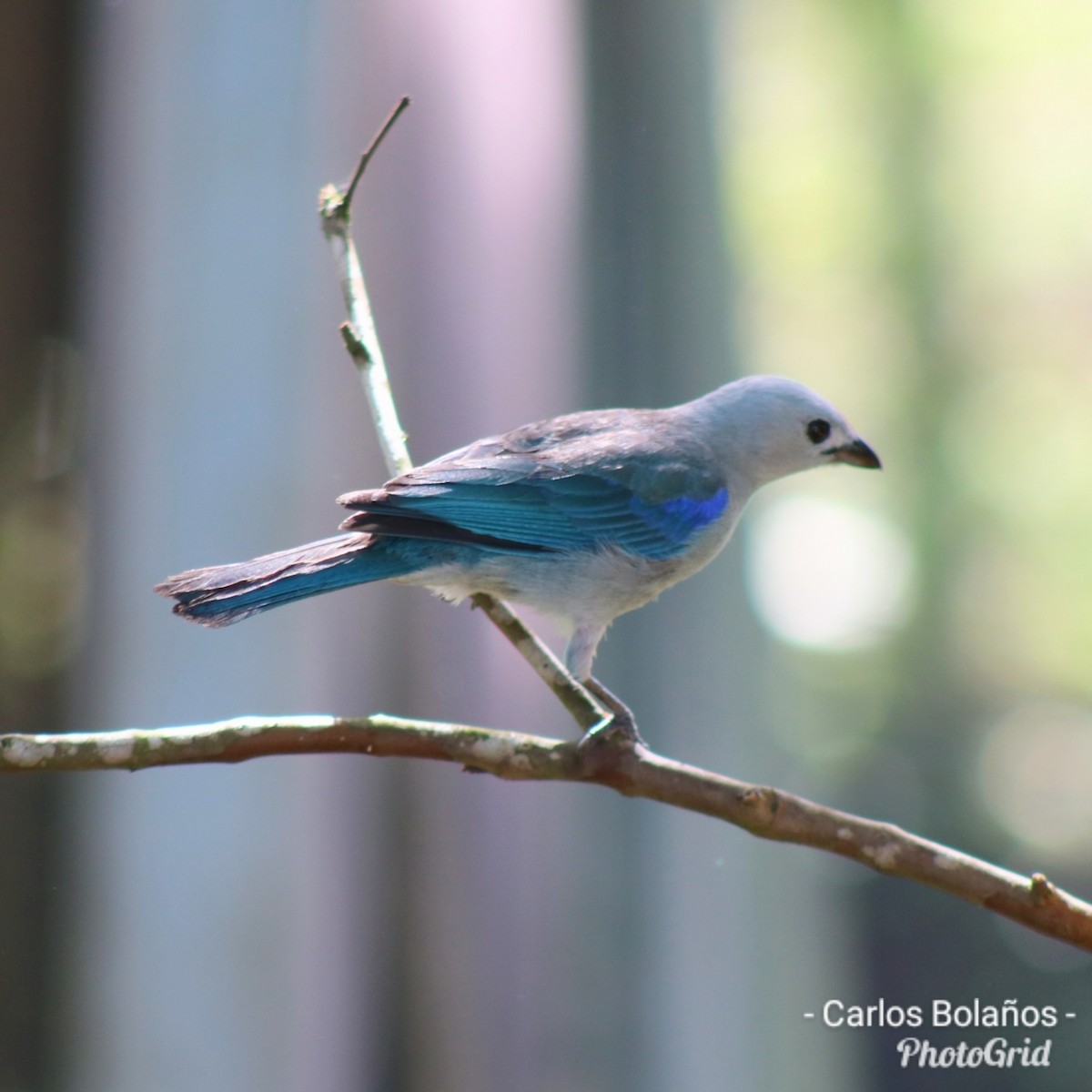 Blue-gray Tanager - ML273906531