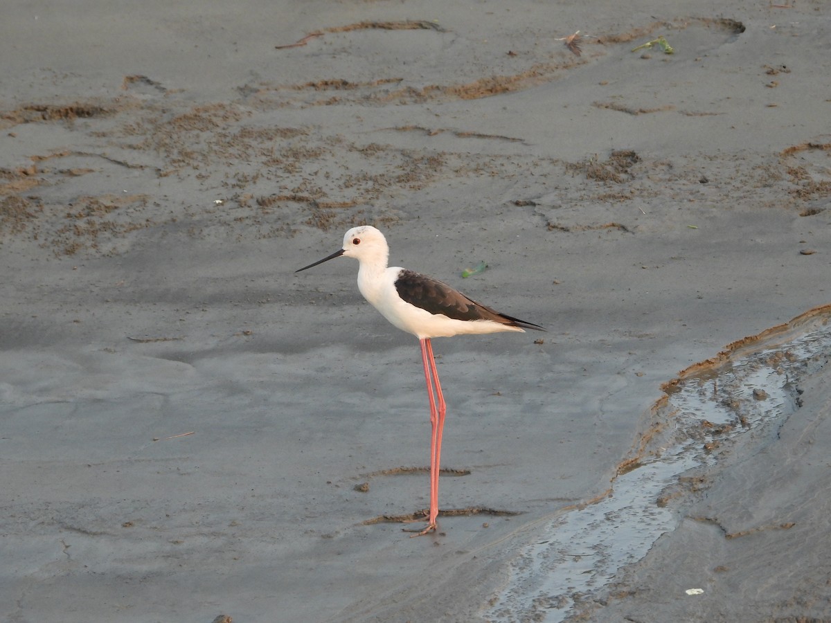 Black-winged Stilt - ML273906931