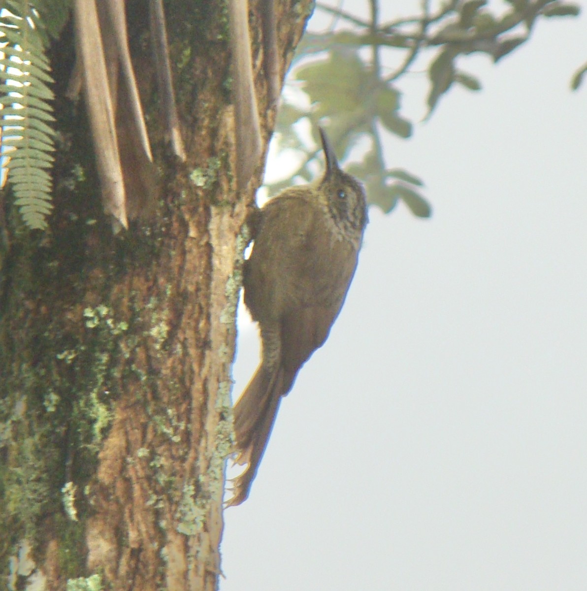 Planalto Woodcreeper - Jean-Paul Boerekamps