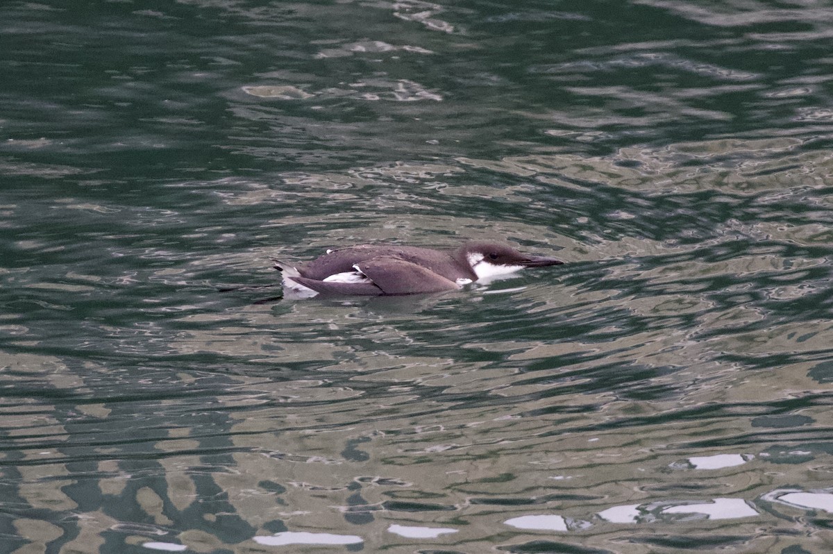 Guillemot marmette - ML273907611