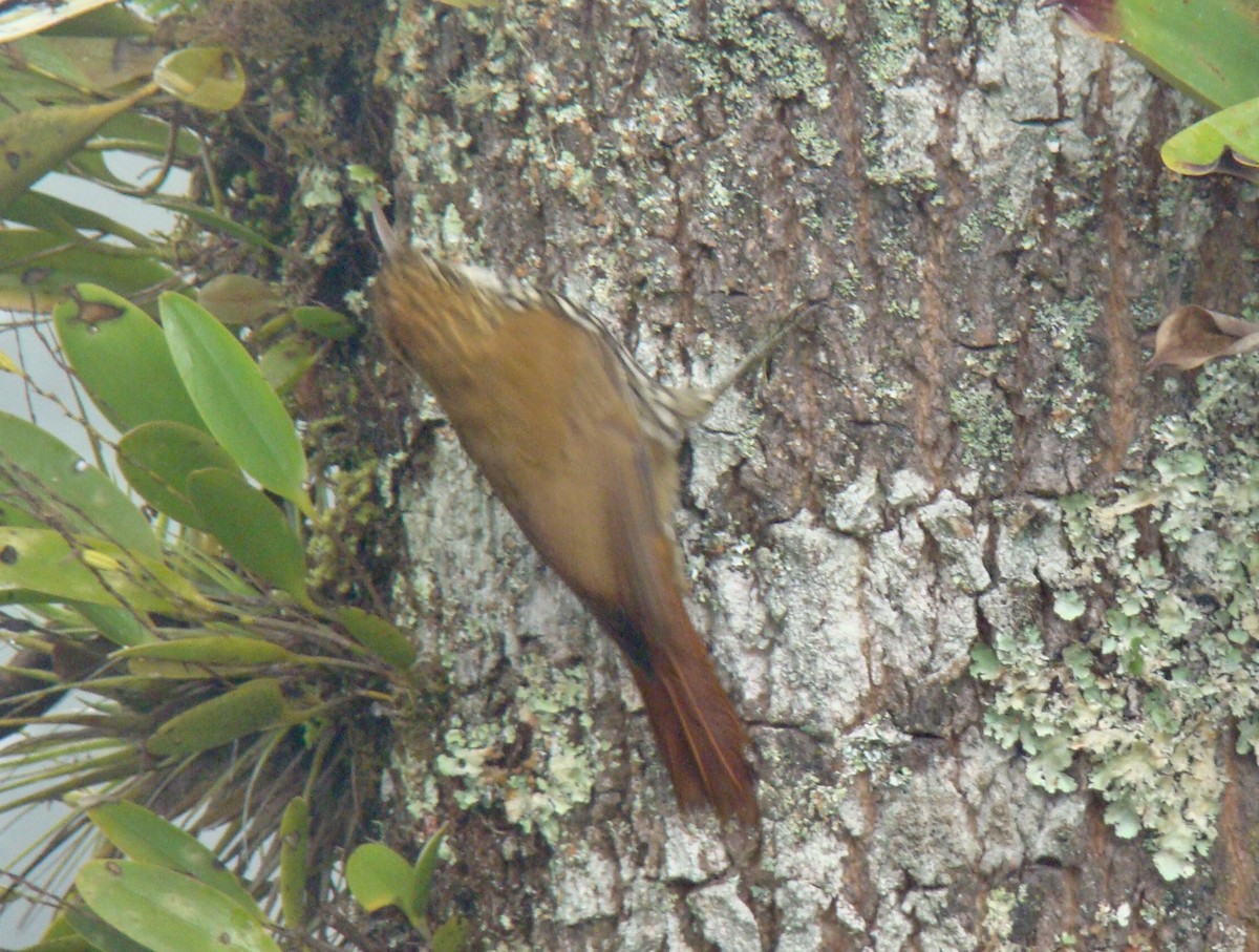 Scaled Woodcreeper - Jean-Paul Boerekamps