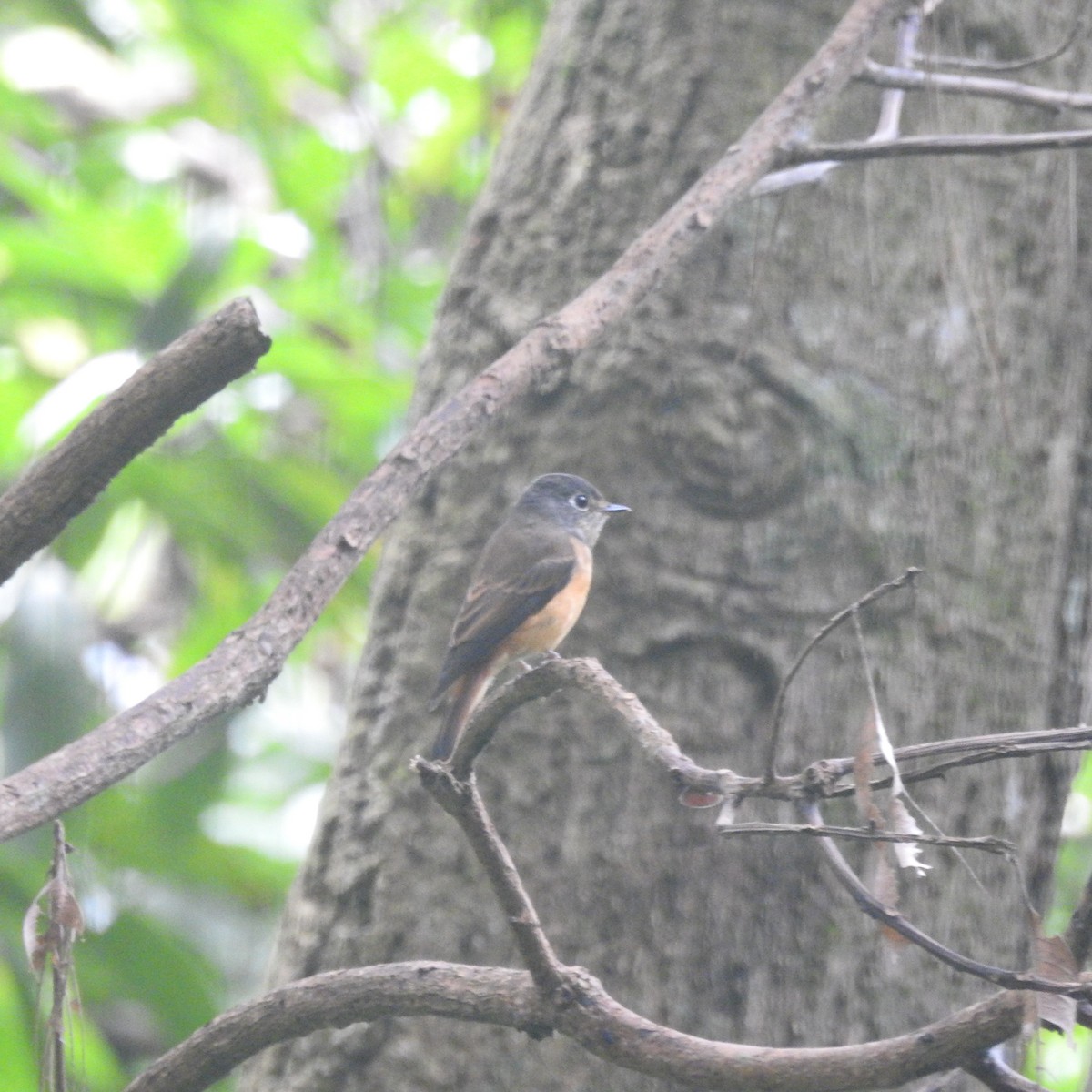 Ferruginous Flycatcher - ML273908131