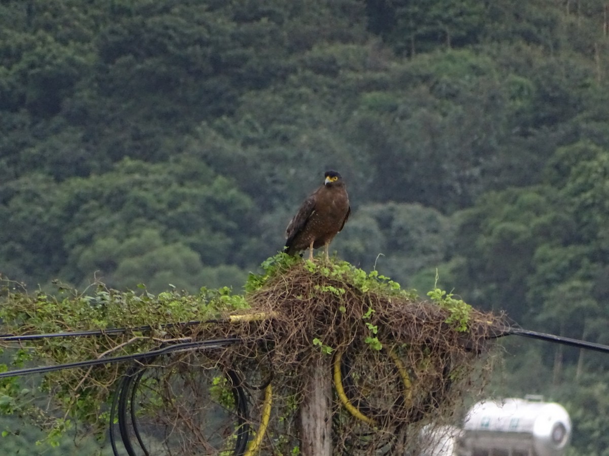Crested Serpent-Eagle - ML273908511