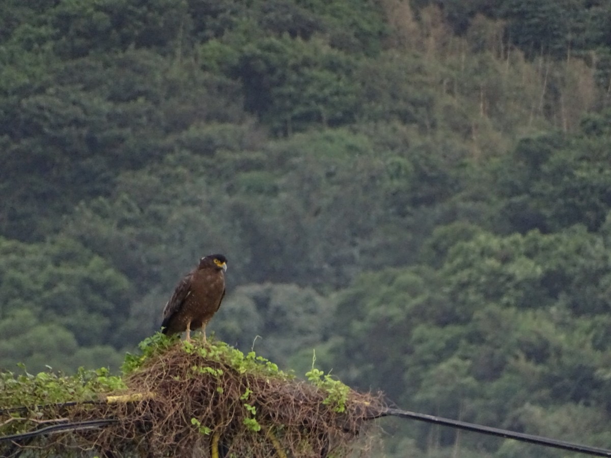 Crested Serpent-Eagle - ML273908551