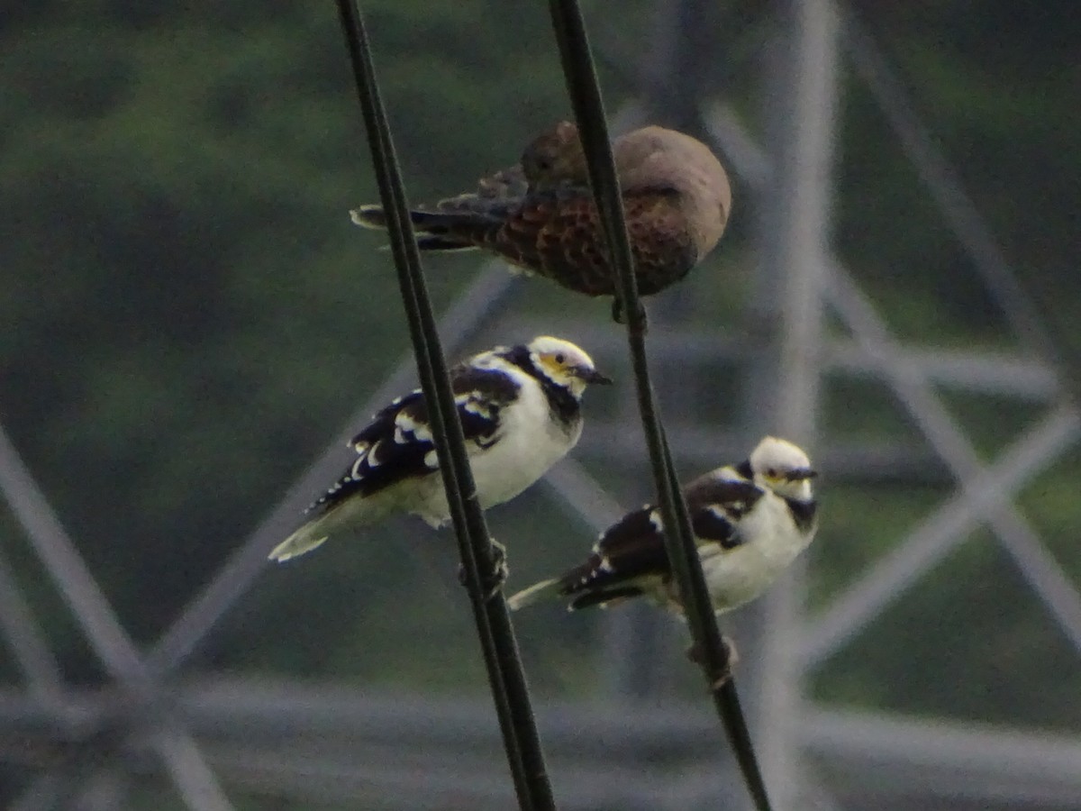 Black-collared Starling - ML273908681