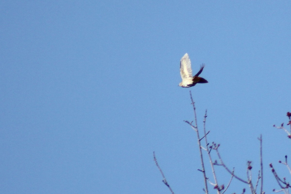 Hermit Thrush - ML27391071