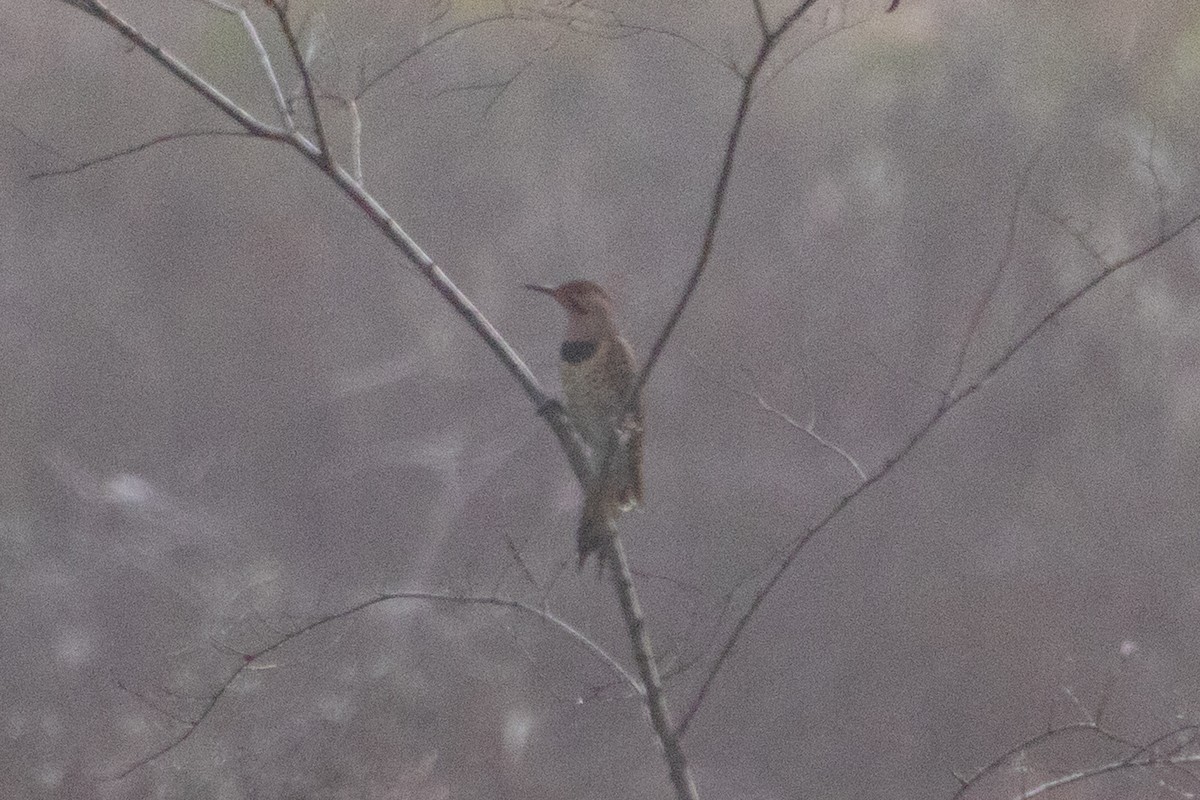 Northern Flicker - ML273911641