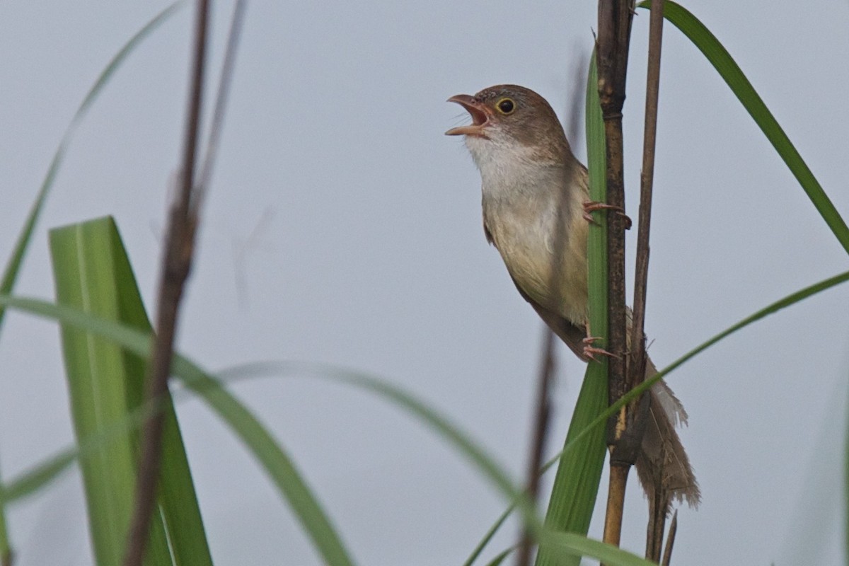 Jerdon's Babbler - ML273911881