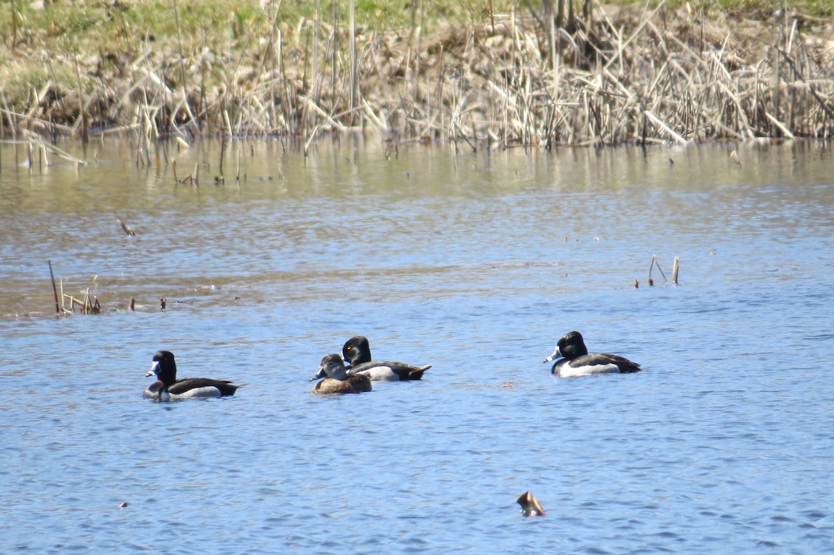 Ring-necked Duck - ML27391221