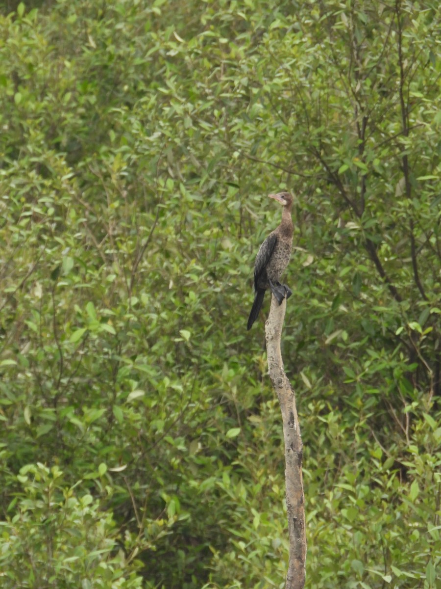 Little Cormorant - Sannidhya De