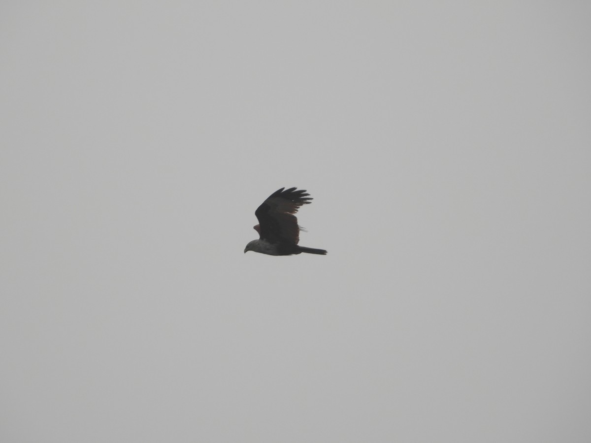 Brahminy Kite - Sannidhya De