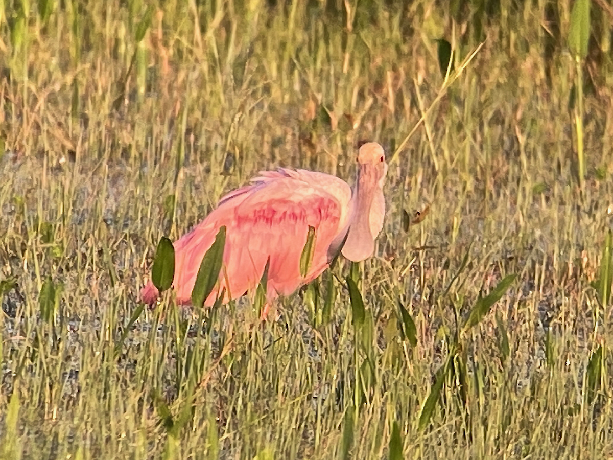 Roseate Spoonbill - ML273915141