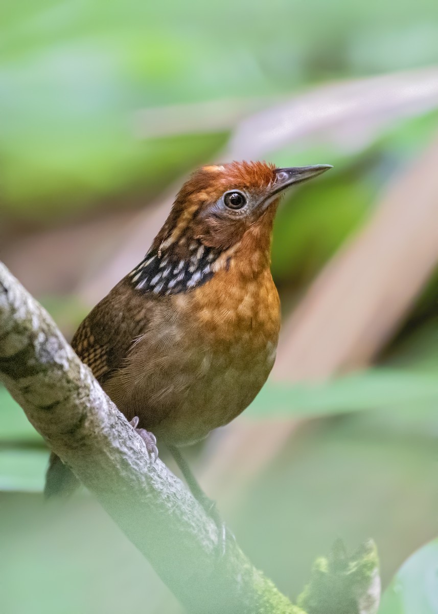 Musician Wren - ML273916501