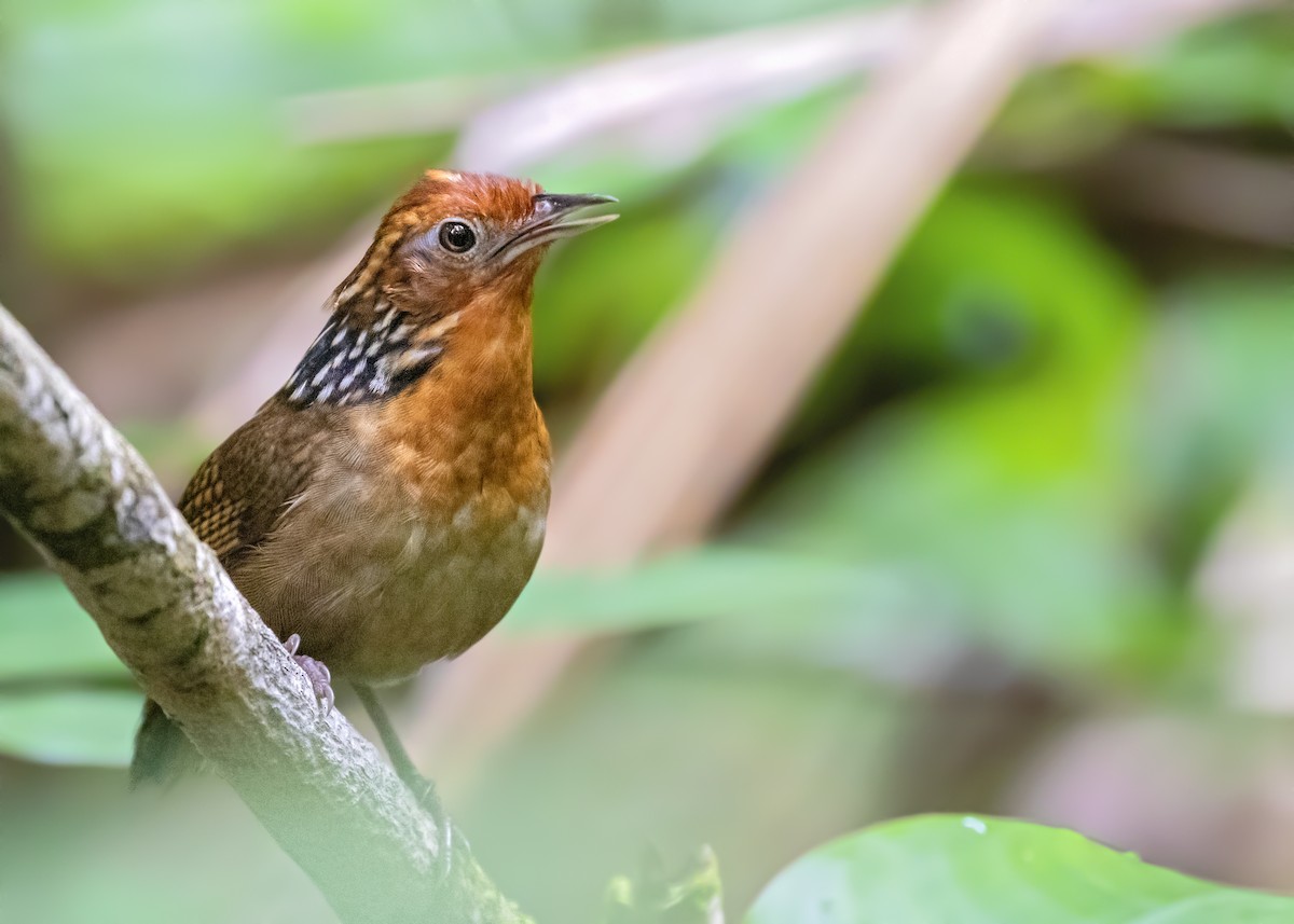 Musician Wren - ML273916521