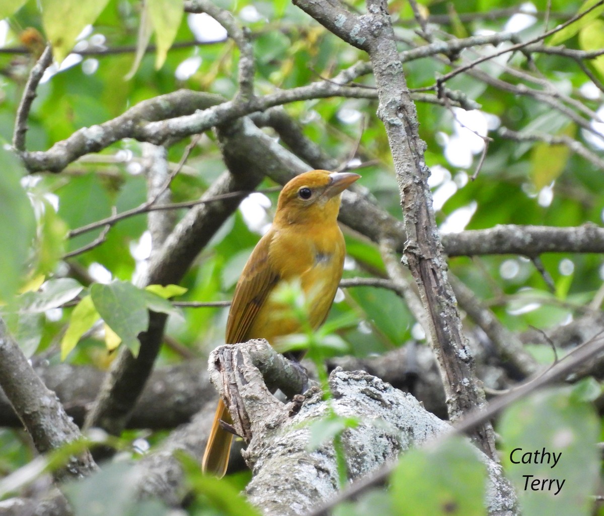 Summer Tanager - ML273916681