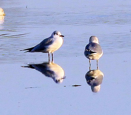 Black-headed Gull - ML273916961