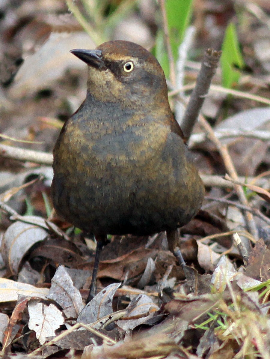 Rusty Blackbird - Brad Singer