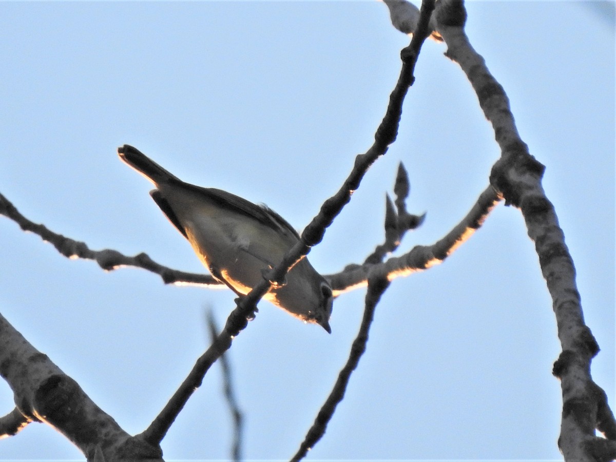 Vireo Solitario - ML273917451