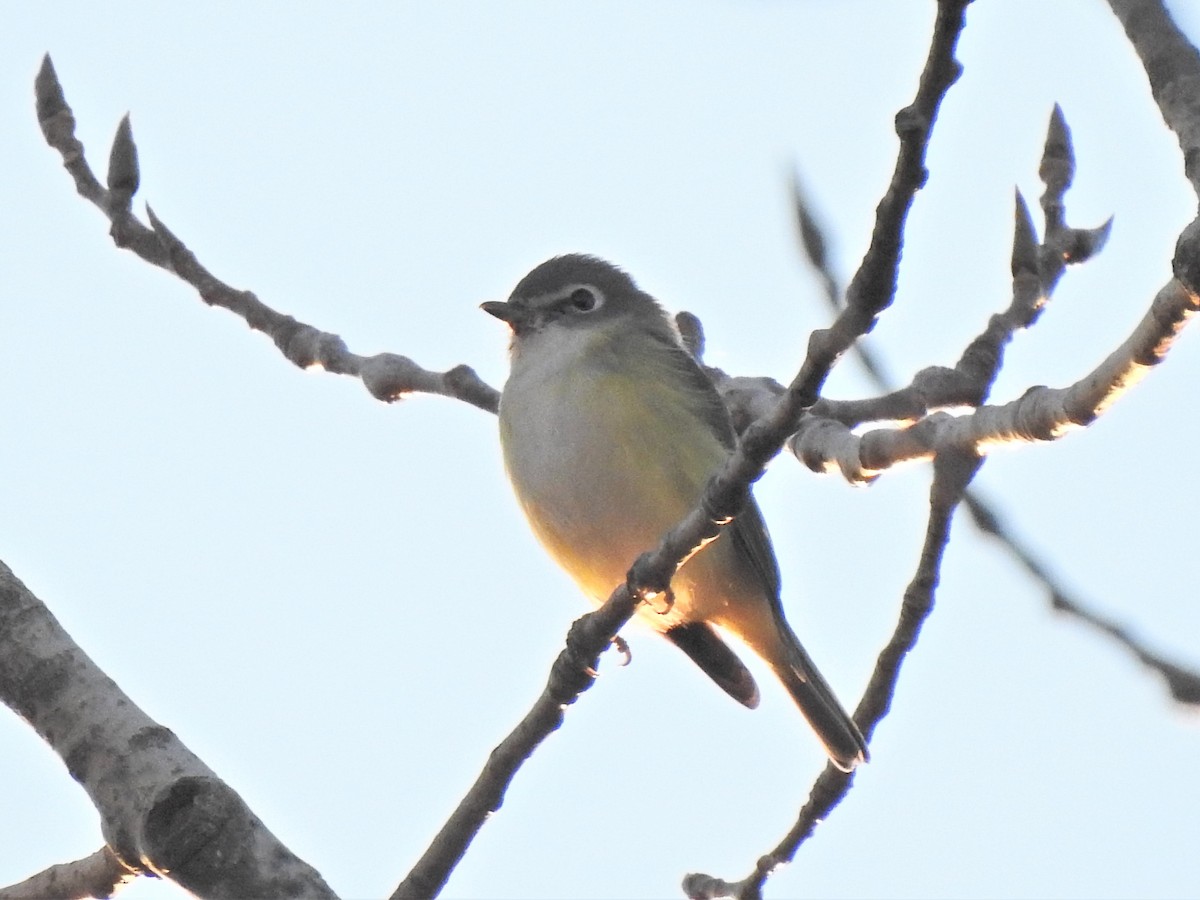 Vireo Solitario - ML273917461