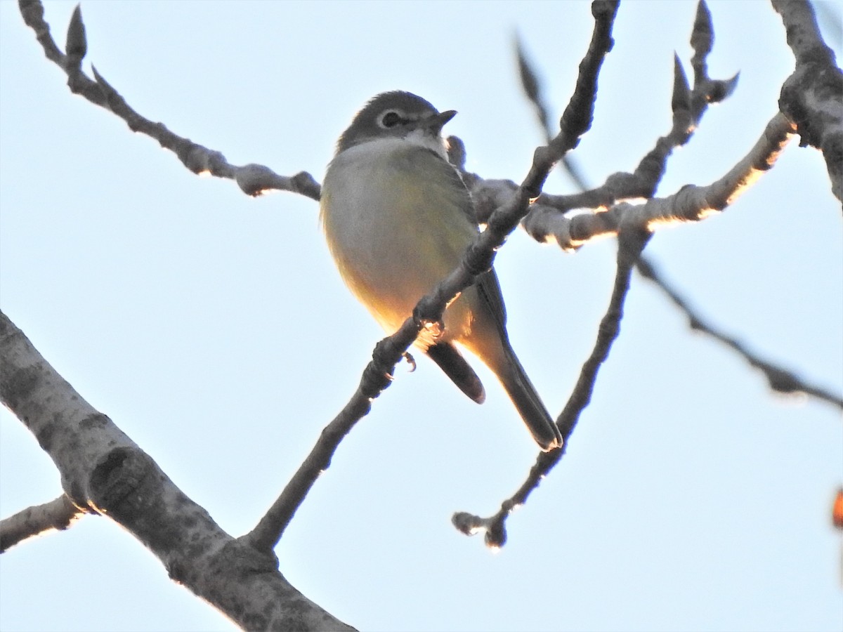 Vireo Solitario - ML273917471