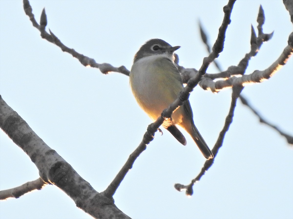 Vireo Solitario - ML273917481