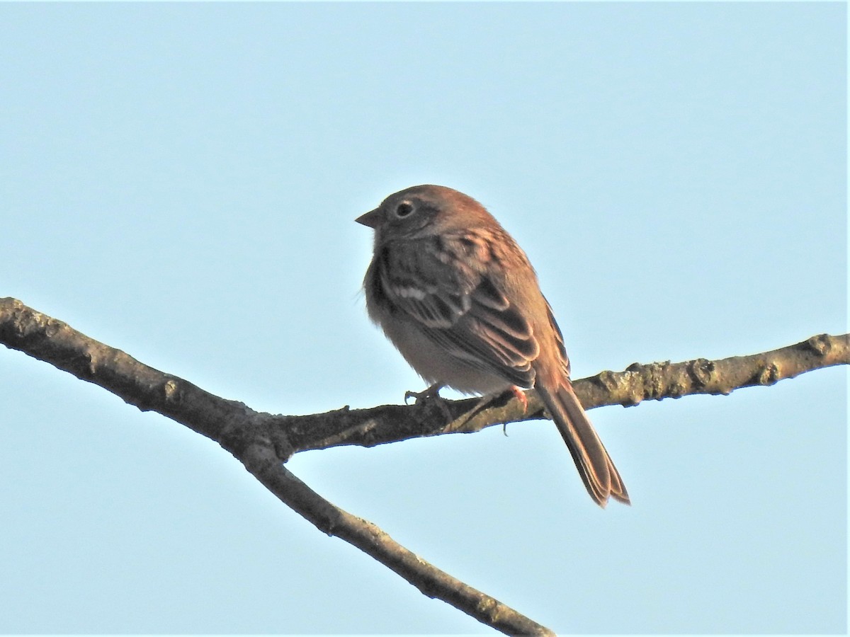 Field Sparrow - ML273917671