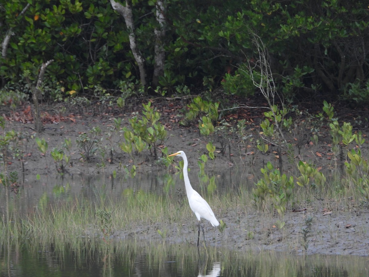 Medium Egret - Sannidhya De