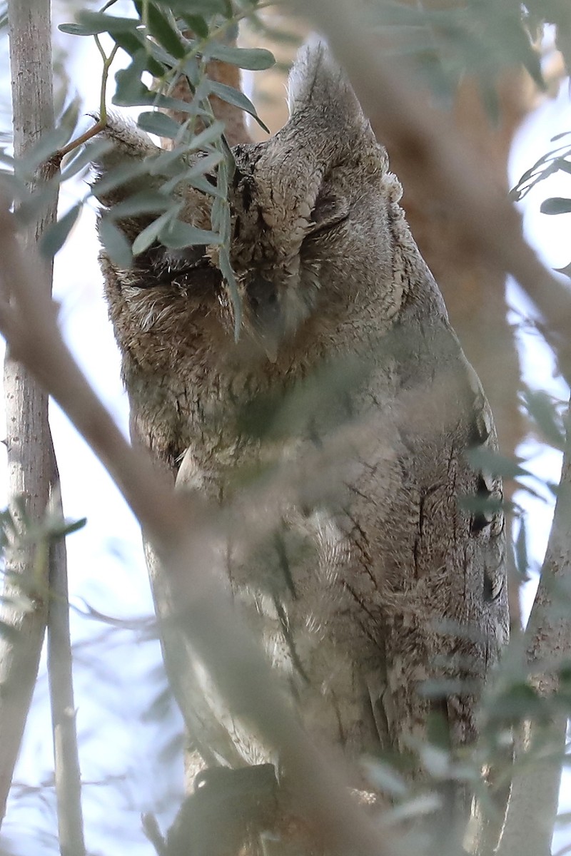 Pallid Scops-Owl - ML273918791