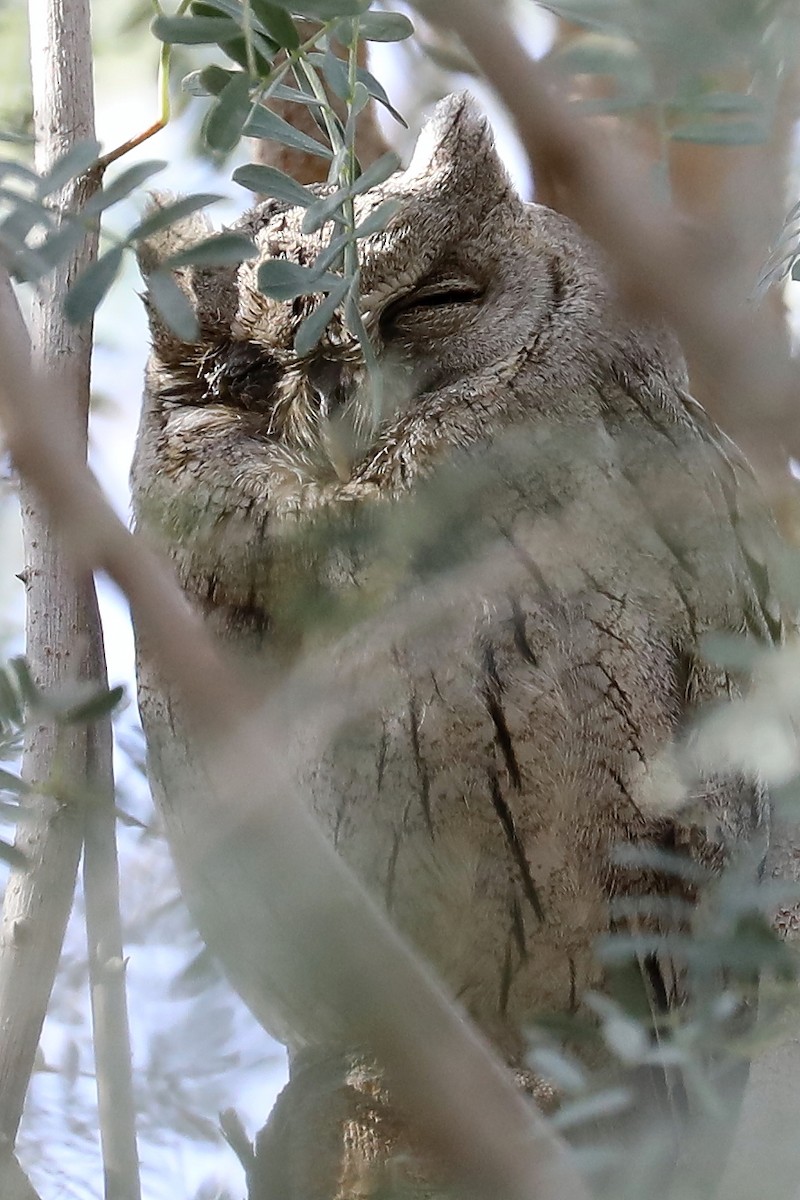 Pallid Scops-Owl - ML273918801