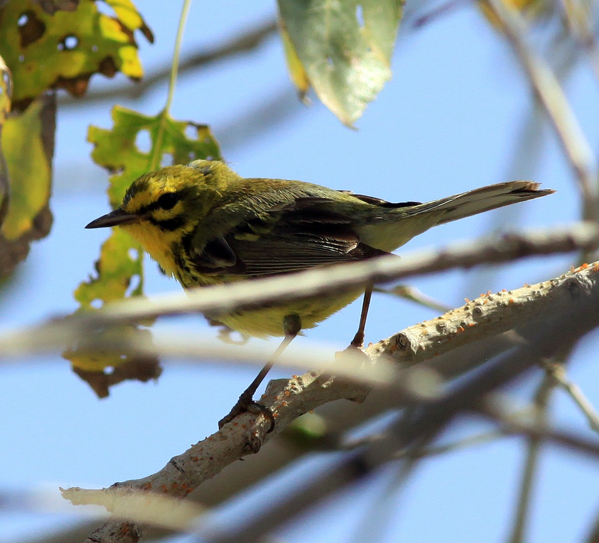 Prairie Warbler - ML273919201