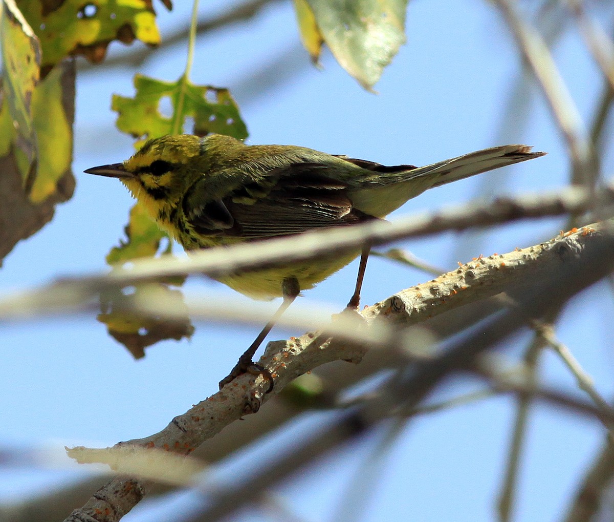 Prairie Warbler - Brad Singer