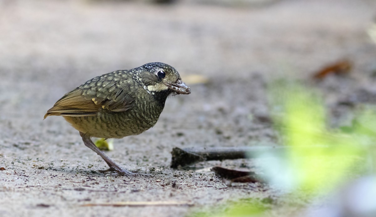 Variegated Antpitta - ML273919761