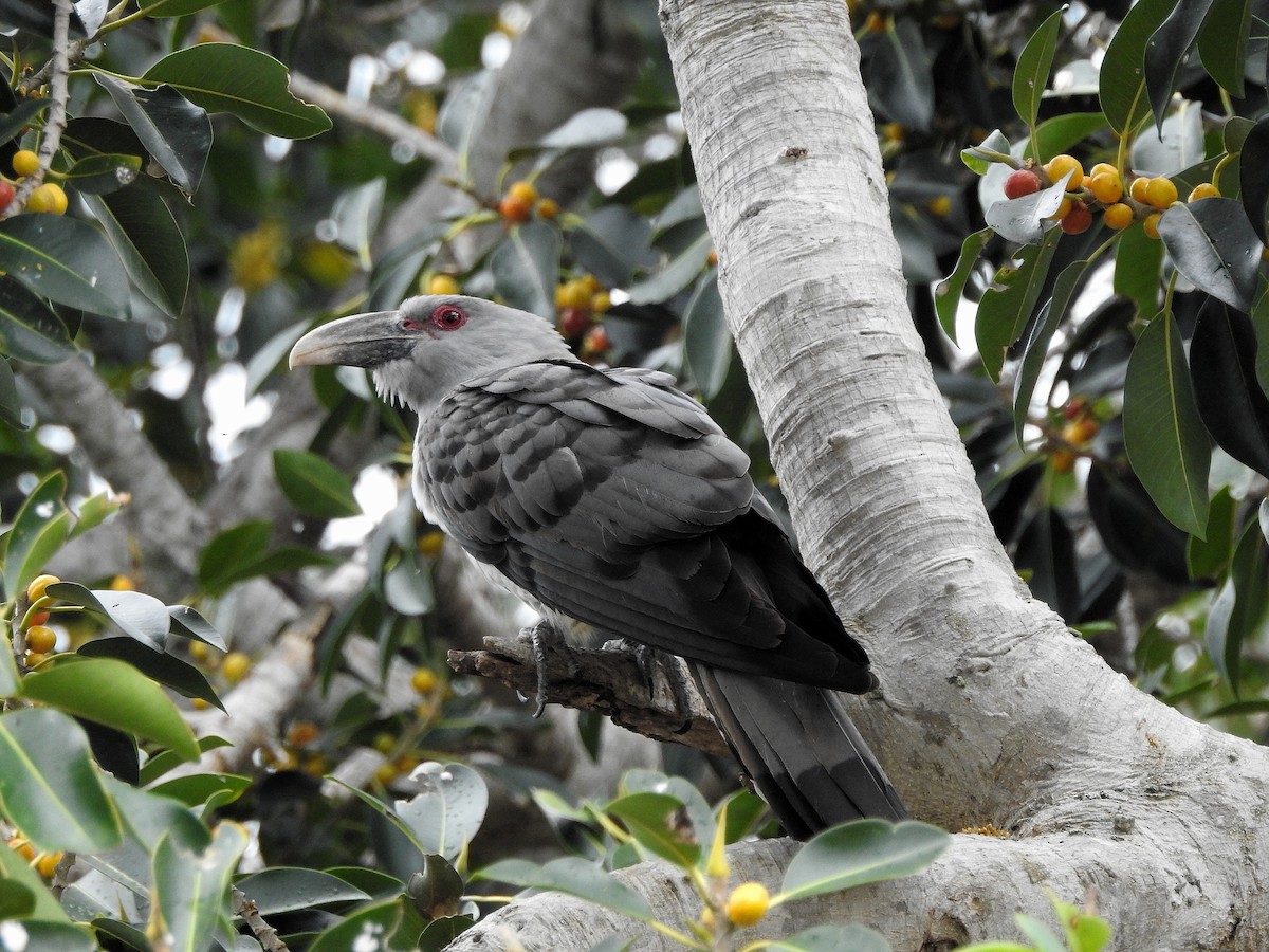 Channel-billed Cuckoo - ML273919841