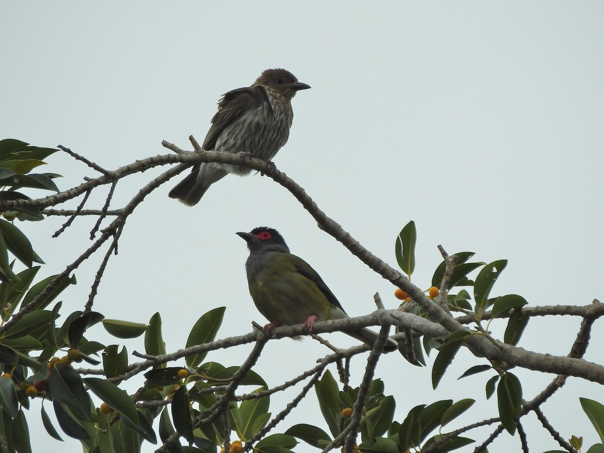 Australasian Figbird - ML273919851