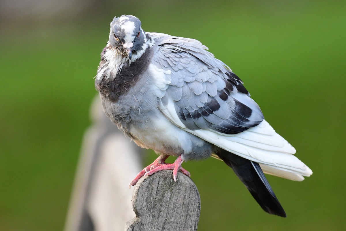 Rock Pigeon (Feral Pigeon) - Ben  Lucking